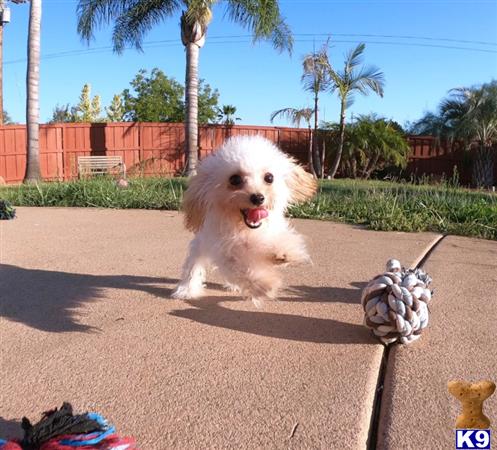 PuppyAvenue Picture 1